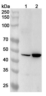 Anti-Human TRIB3 Polyclonal Antibody binds to Human TRIB3 Recombinant Protein, N-His in WB Assay