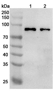 Anti-Human TRIM46 Polyclonal Antibody binds to Recombinant Human TRIM46 Protein, N-His in WB Assay