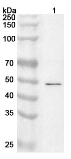 Anti-Human TTC4 Polyclonal Antibody binds to Recombinant Human TTC4 Protein, N-His in WB Assay