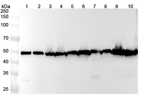 Anti-Human TUBB/Beta Tubulin Antibody (SAA2334) binds to Recombinant Human TUBB Protein, N-His in WB Assay