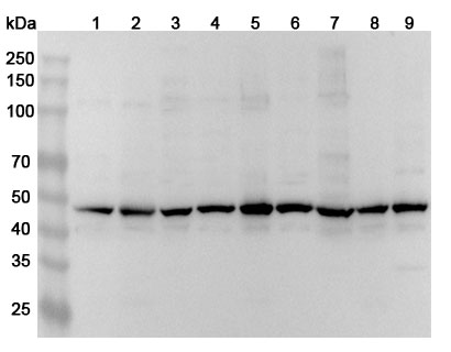 Anti-Human TUBG1 Polyclonal Antibody binds to Recombinant Human TUBG1 Protein, N-His in WB Assay