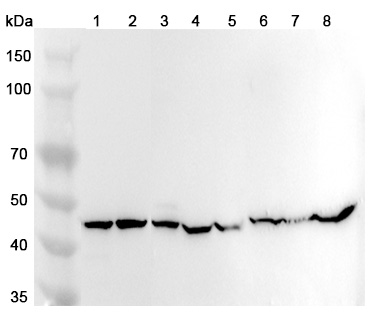 Anti-Human TUFM Polyclonal Antibody binds to Recombinant Human TUFM Protein, N-His in WB Assay