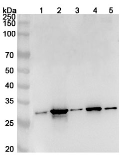 Anti-Human TXNDC9 Polyclonal Antibody binds to Recombinant Human TXNDC9 Protein, N-His in WB Assay