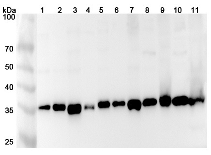 Anti-Human TXNL1 Polyclonal Antibody binds to Recombinant Human TXNL1 Protein, N-His in WB Assay
