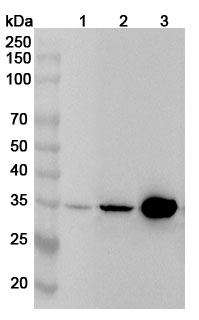 Anti-Human TYMS Polyclonal Antibody binds to Recombinant Human TYMS Protein, N-His in WB Assay