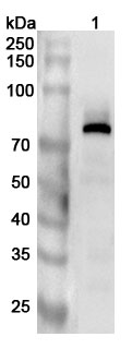 Anti-Human TYR Polyclonal Antibody in WB Assay