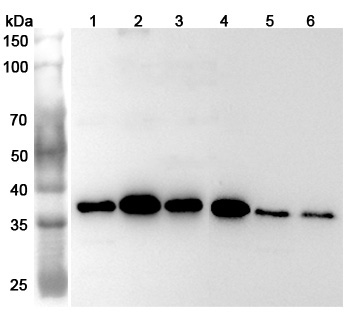 Anti-Human U2AF1 Polyclonal Antibody binds to Recombinant Human U2AF1 Protein, N-His in WB Assay