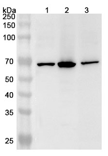 Anti-Human U2AF2 Polyclonal Antibody binds to Recombinant Human U2AF2 Protein, N-His in WB Assay