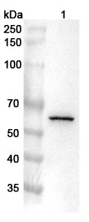 Anti-Human USP22 Polyclonal Antibody binds to Recombinant Human USP22 Protein, N-His in WB Assay