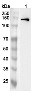 Anti-Human USP37 Polyclonal Antibody binds to Recombinant Human USP37 Protein, N-His in WB Assay