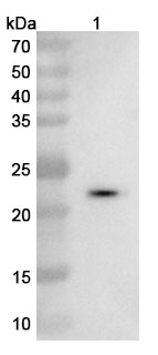 Anti-Human VEGFA VHH (SAA0902) in WB Assay