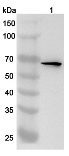 Anti-Human WDR46 Polyclonal Antibody binds to Recombinant Human WDR46 Protein, N-His in WB Assay