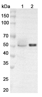 Anti-Human WTAP Polyclonal Antibody binds to Recombinant Human WTAP, N-His in WB Assay