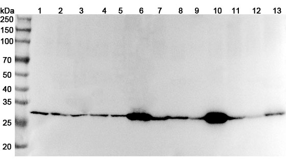 Anti-Human YWHAH Polyclonal Antibody binds to Recombinant Human YWHAH Protein, N-His in WB Assay