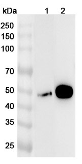 Anti-Human ZNF3 Polyclonal Antibody binds to Recombinant Human ZNF3 Protein, N-His in WB Assay