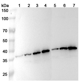 Anti-Human ZWINT Polyclonal Antibody binds to Recombinant Human ZWINT Protein, N-His in WB Assay