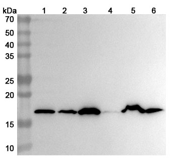 Anti-Hypusine monoclonal Antibody in WB Assay