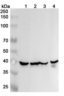 Anti-IDH3G Polyclonal Antibody binds to Recombinant Human IDH3G Protein, N-His in WB Assay