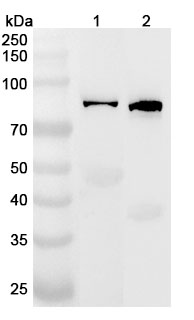 Anti-IL16 Polyclonal Antibody binds to Recombinant Human IL16 Protein, N-His-SUMO in WB Assay