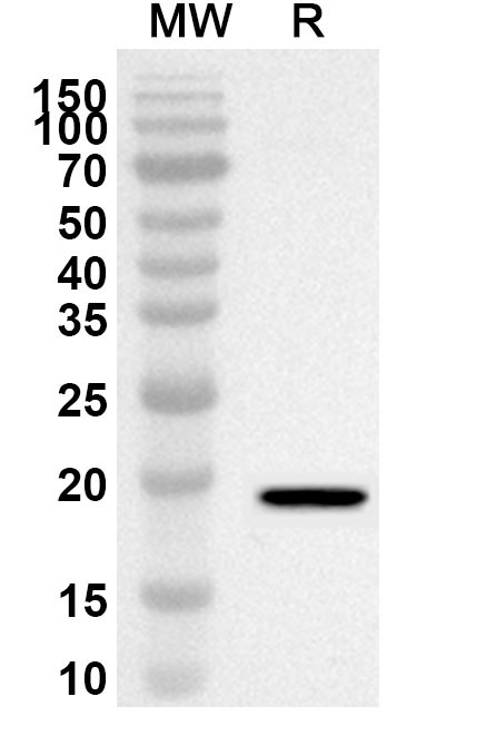 Anti-IL7 Polyclonal antibody binds to Interleukin-7(IL7) in WB Assay