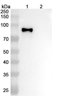 Anti-	Influenza A virus (H3N2) HA/Hemagglutinin Antibody (S139) in WB Assay