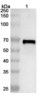 Anti-JEV NS1/Non-structural protein 1 Polyclonal Antibody binds to Anti-JEV Envelope protein E, C-Fc in WB Assay