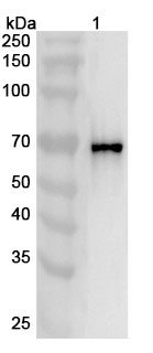 Anti-KRT1 Polyclonal Antibody binds to Recombinant Human KRT1 Protein, N-His in WB Assay