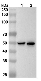 Anti-KRT13 Polyclonal antibody binds to Recombinant Human KRT13, N-His in WB Assay