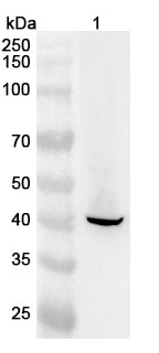 Anti-KRT19 Polyclonal Antibody in WB Assay