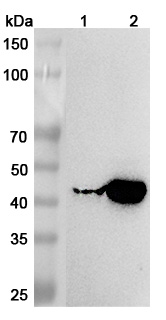 Anti-KYAT1 Polyclonal Antibody binds to Recombinant Human KYAT1 Protein, N-His in WB Assay