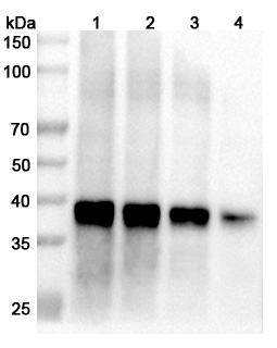 Anti-Langya virus/LayV M/Matrix protein Polyclonal Antibody in WB Assay