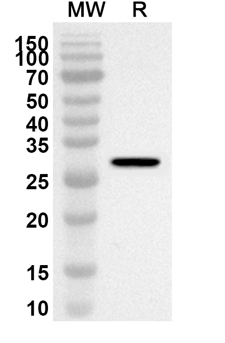 Anti-LGALS3 Polyclonal antibody binds to Human Galectin3 (GAL3) recombinant protein in WB Assay