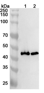 Anti-LHX2 Polyclonal Antibody binds to Recombinant Human LHX2 Protein, N-His in WB Assay