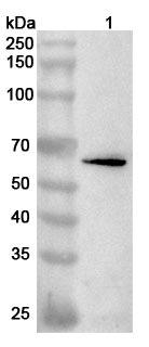Anti-LSS Polyclonal Antibody binds to Recombinant Human LSS, N-His in WB Assay