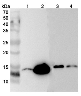 Anti-LYZ Polyclonal antibody binds to Human LYZ Recombinant Protein, N-His in WB Assay