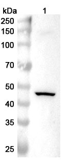 Anti-MAPK8 Polyclonal Antibody binds to Recombinant Human MAPK8, N-His in WB Assay