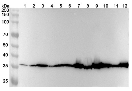 Anti-MDH1 Polyclonal antibody binds to Recombinant Human MDH1, N-GST in WB Assay