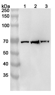 Anti-MLLT3 Polyclonal Antibody binds to Recombinant Human MLLT3 Protein, N-His in WB Assay