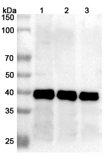 Anti-Mojiang virus/MojV F/Fusion glycoprotein F0 Polyclonal Antibody in WB Assay