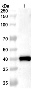 Anti-Monkeypox virus/MPXV A29L Polyclonal Antibody in WB Assay