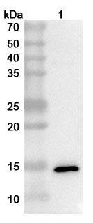 Anti-Monkeypox virus/MPXV A33R Polyclonal Antibody in WB Assay