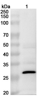 Anti-Monkeypox virus/MPXV H3L Polyclonal Antibody in WB Assay