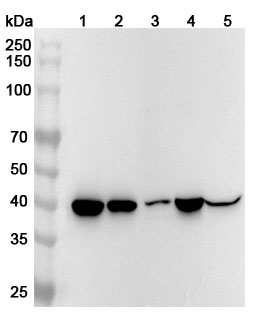 Anti-Mouse ADA/Adenosine deaminase Polyclonal Antibody in WB Assay