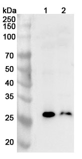 Anti-Mouse ADIPOQ Polyclonal Antibody in WB Assay