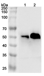 Anti-Mouse AHSG Polyclonal Antibody binds to Recombinant Mouse AHSG Protein, N-His in WB Assay