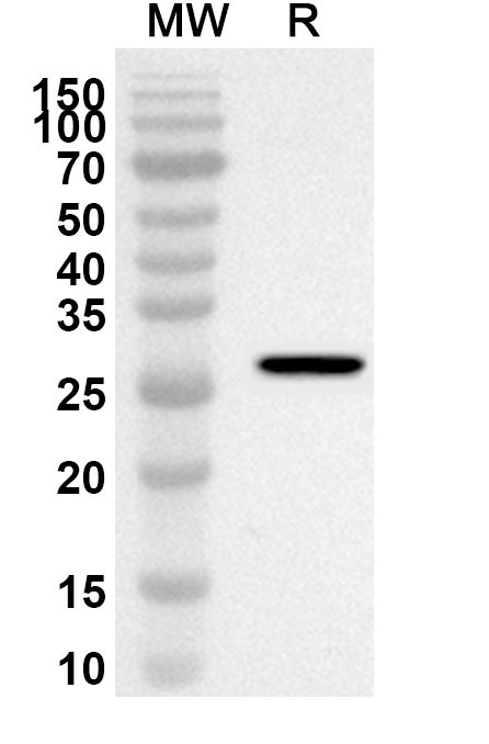 Anti-Mouse Btnl4 Polyclonal Antibody binds to Recombinant Mouse Btnl4 Protein, N-His in WB Assay