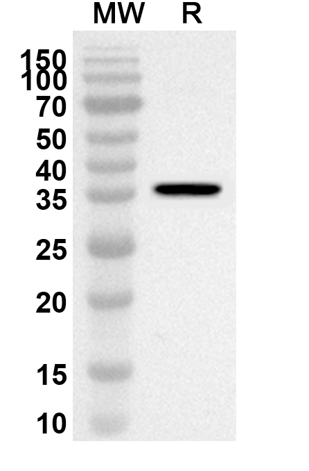 Anti-Mouse CCL24/Eotaxin-2/MPIF-2 Polyclonal Antibody in WB Assay