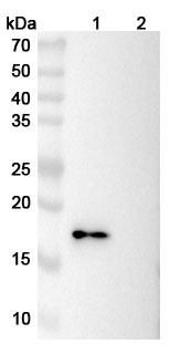 Anti-Mouse CD137/4-1BB/TNFRSF9 Antibody (LOB12.3) binds to Mouse CD137 recombinant protein in WB Assay