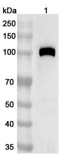 Anti-Mouse CD141/THBD Polyclonal Antibody in WB Assay