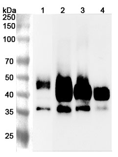 Anti-Mouse CD147/BSG Polyclonal Antibody binds to Mouse CD147/BSG Recombinant Protein, C-His in WB Assay